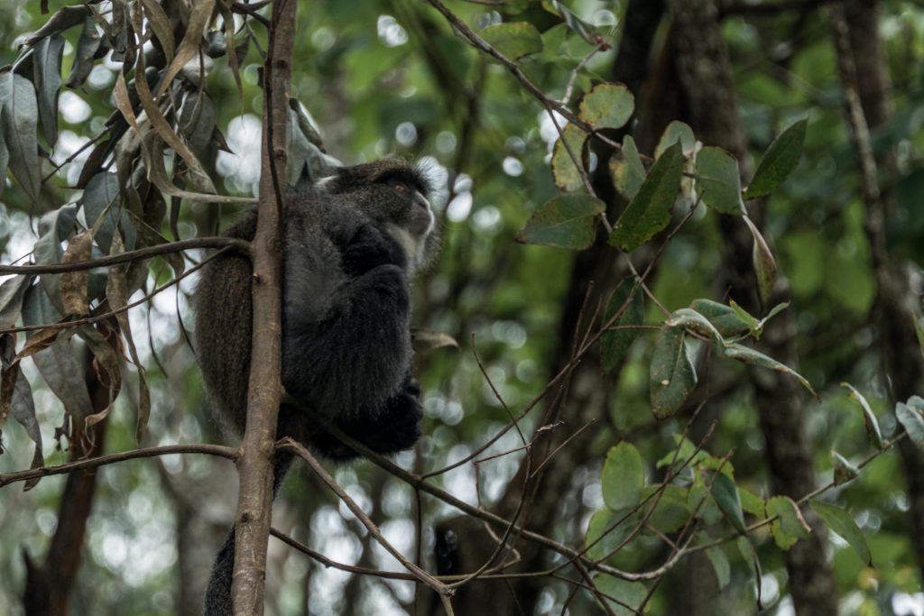 Monkey in the rain forest Monkey in the jungle
