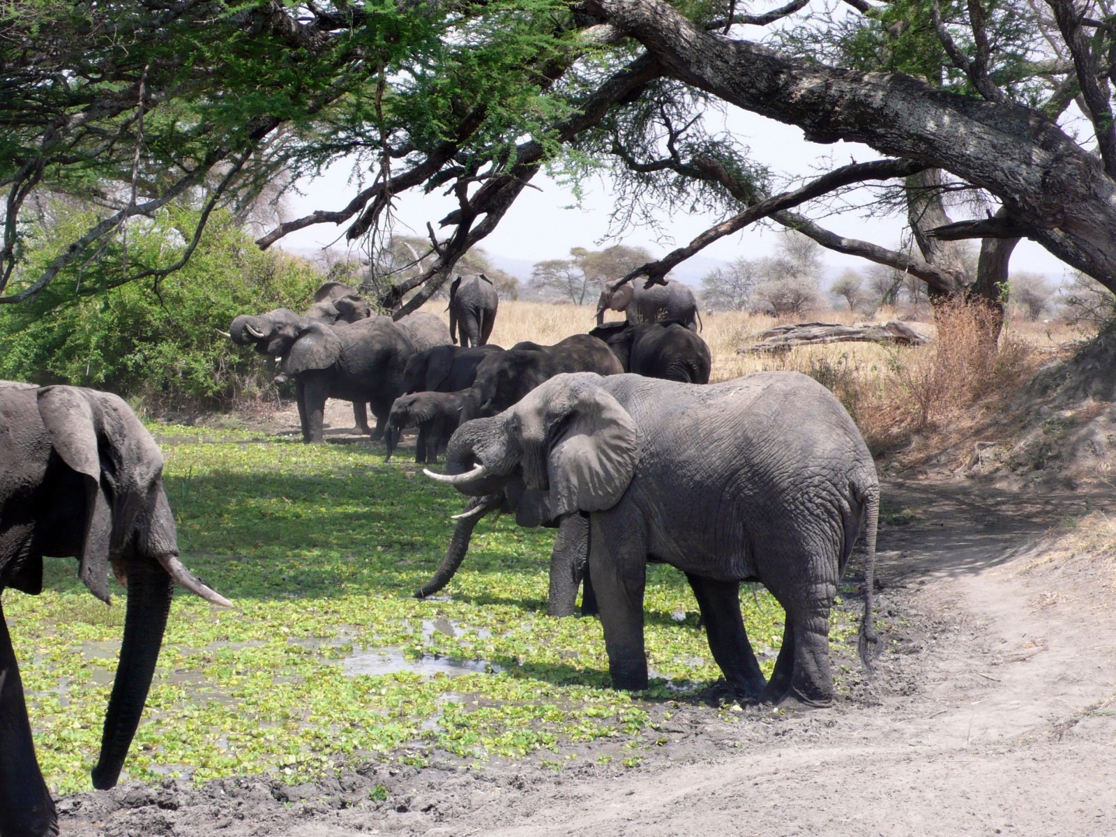 At the watering hole Safari