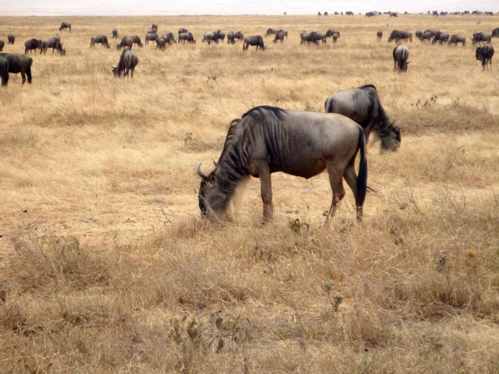 Ngorongoro