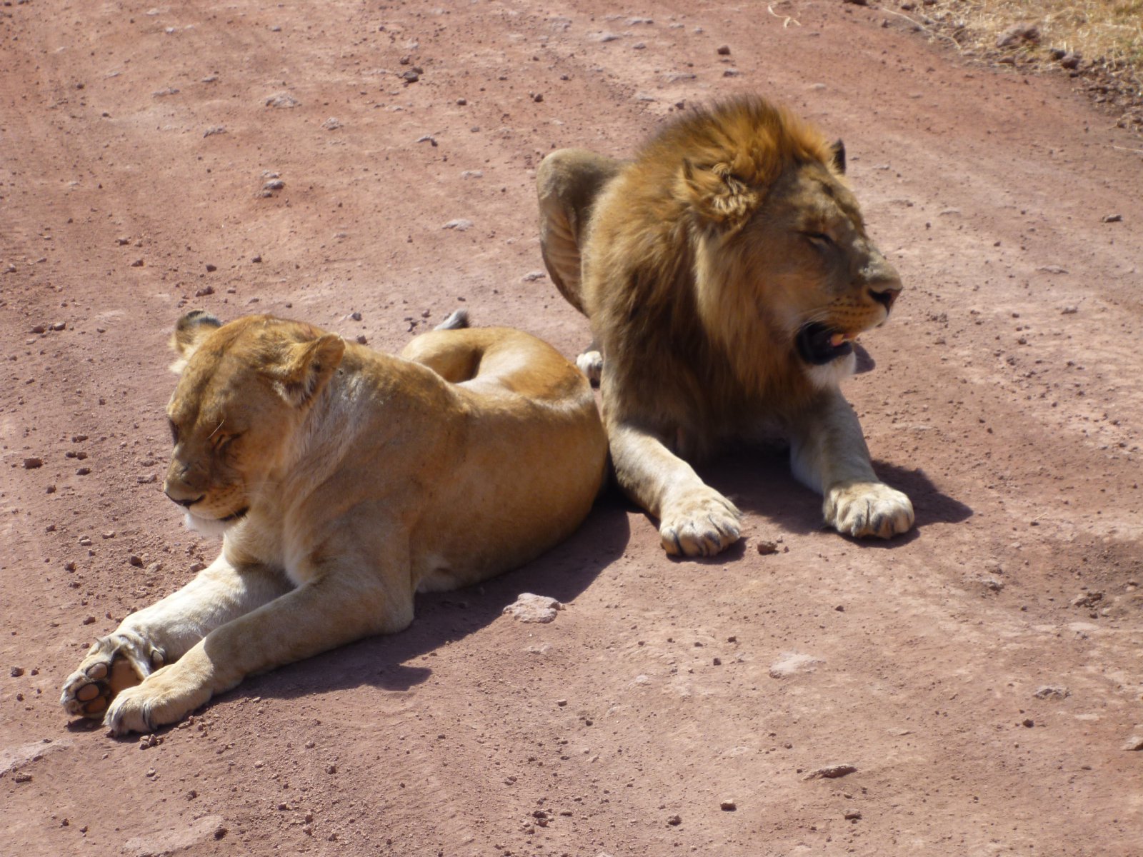 Ngorongoro_lions